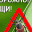 Внимание, Клещи! - Лукояновский район